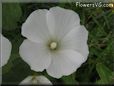 white lavatera flower