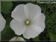 white lavatera flower