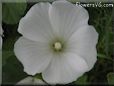 white lavatera flower