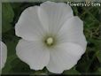 white lavatera flower