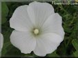 white lavatera flower