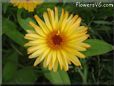 yellow daisy flower