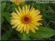yellow daisy flower