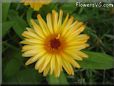 yellow daisy flower