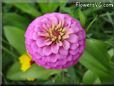 pink zinnia flower