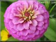 pink zinnia flower