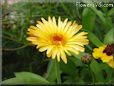 yellow daisy flower