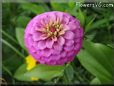 pink zinnia flower