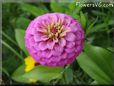 pink zinnia flower