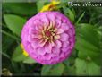 pink zinnia flower