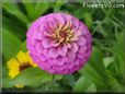 pink zinnia flower