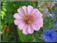 white pink zinnia flower