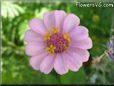 pink zinnia flower