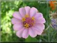 pink zinnia flower