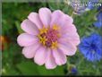 pink zinnia flower