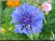 blue centaurea flower