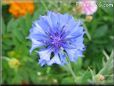 blue centaurea flower