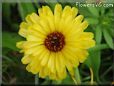 yellow daisy flower