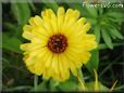 yellow daisy flower