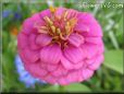  zinnia flower pictures