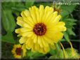 yellow daisy flower