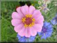 pink zinnia flower
