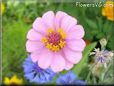 pink zinnia flower
