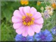pink zinnia flower