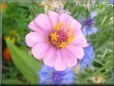 pink zinnia flower