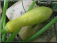 yellow squash