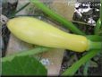 yellow squash