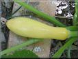 yellow squash