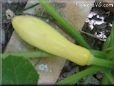 yellow squash