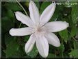 white clematis flower