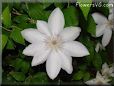 white clematis flower