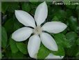 white clematis flower