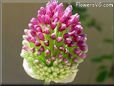 allium flower