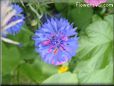 blue centaurea flower