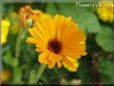 orange daisy flower