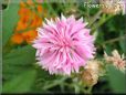 pink centaurea flower