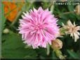 pink centaurea flower