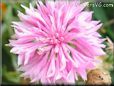 pink centaurea flower