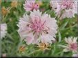 white pink flower