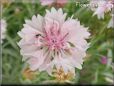 white pink flower