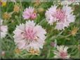 white pink flower