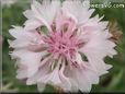 white pink flower