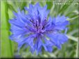 blue centaurea flower