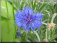 blue centaurea flower