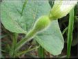  gourd