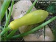 yellow squash